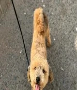 بودل لعوب ونظيف خالي من لامراض