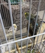 طيور حب للبيع