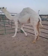 للبيع و شراء القعدان المحليه