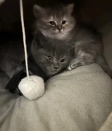 Kitten سكوتش ستريت