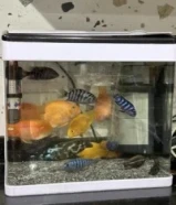 للبيع سمك باروت وسيكلت