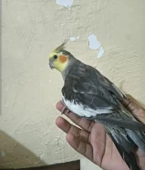 طير كروان كوكتيل حبشي