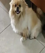 Pomeranian Dogs for Sale