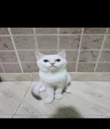 ماشاء الله للتبني 2 ذكور 5 أشهر و6 أشهر نظاف جدا ولعوبين