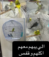 طيور الحب.