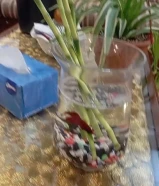 سمك مع فازه بانبو