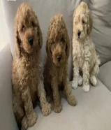 جراوه توي بودل