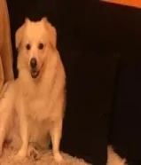 كلب جابنيز سبتز للتبني الطارئ لدواعي السفر