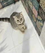 80 kdمع اغراضها