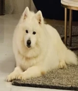 جراوي سامويد samoyed puppies للبيع اهالي وارد الخارج شعر طويل حجم ضخم pure breed عمر 80 يوم