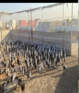 دجاج فيومي بياض متوفر جميع الكميات والاوزان