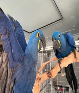 Hyacinth Parrots