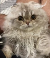 للبيع سكوتش فولد ذكر