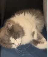 لتبني قطه منزلي