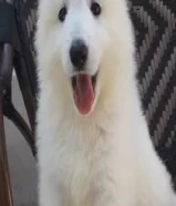 150 KWDجرو جيرمن ابيض(سويس شيبرد)عمر 8 اسابيع التواصل واتساب فقط