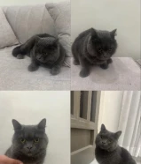 قطوه سكوتش فولد