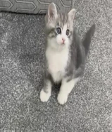 للبيع كيتن طيب