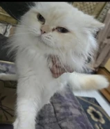 للتزاوج قط شيرازي