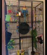 حيوان الشوقر قلايدر ، سنجاب طائر