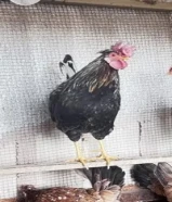 للبيع دجاج ماكنتوش