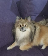 ذكر بوميرينيان تي كب بيور