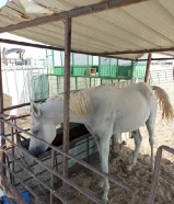 حصان عمره سنتين