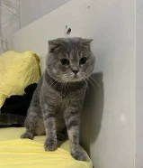 قطو ذكر تبني