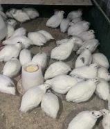 الليع طيور فري امريكي تكساس