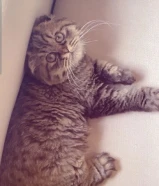 قطة سكوتش فولد للبيع