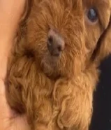 توي بودل لون نادر