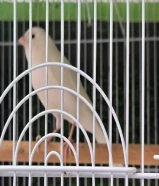 كناري ايراني تغريد حلو ولون حلو