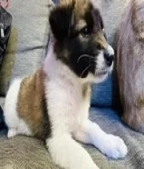 Akita dog for sale