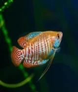 For sale betta fish and dwarf gourami breathing pars909549XX