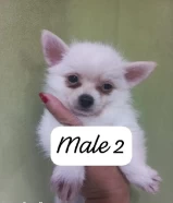 Dsmall breed chihuahua DOB: APRIL 29,2024