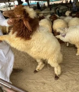 للبيع اضاحي