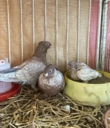 حمام زينا للبيع التواصل ولتساب خمسا صفر ثلاثة ثلاثة واحد خمسا ستا صفر