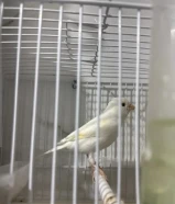 للبيع كناري روسي شرط التغريد