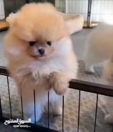 العمر شهر ونص تواصل واتساب