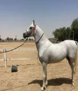 مطلوب حصان مرثون