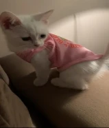 قطة موقي ( محتاجة أبيعها بأسرع وقت)