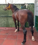 فلو بولش23فاخر