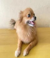 كلب صحي ونشيط ولعوب ومع القفص