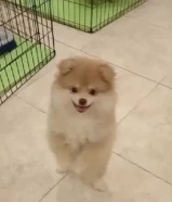 للبيع البنت وابوها