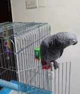 كاسكو الكثير من الحديث عمر ثلاث سنوات