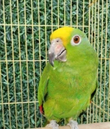 ( للبيع امازون يلو كرواند )