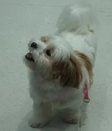 كلبه مفقودة