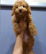 بودل نثيه للبيع