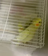 زوج طيور كوكتيل كروان مع القفص للبيع