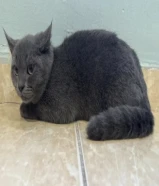 قطة بريتش شورت هير عمر بين 5 و 4 شهور لون رمادي حنونة و لطيفة