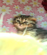 Mimi beautiful rare breed tiger tubby pure Scottish Fold kitten